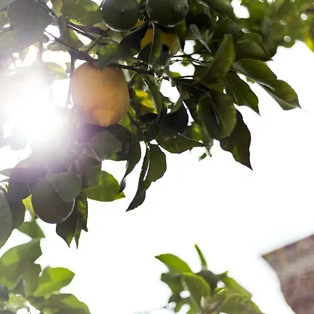 Domus Citri Nocleg ze śniadaniem 3*